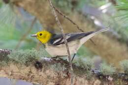 Image of Hermit Warbler