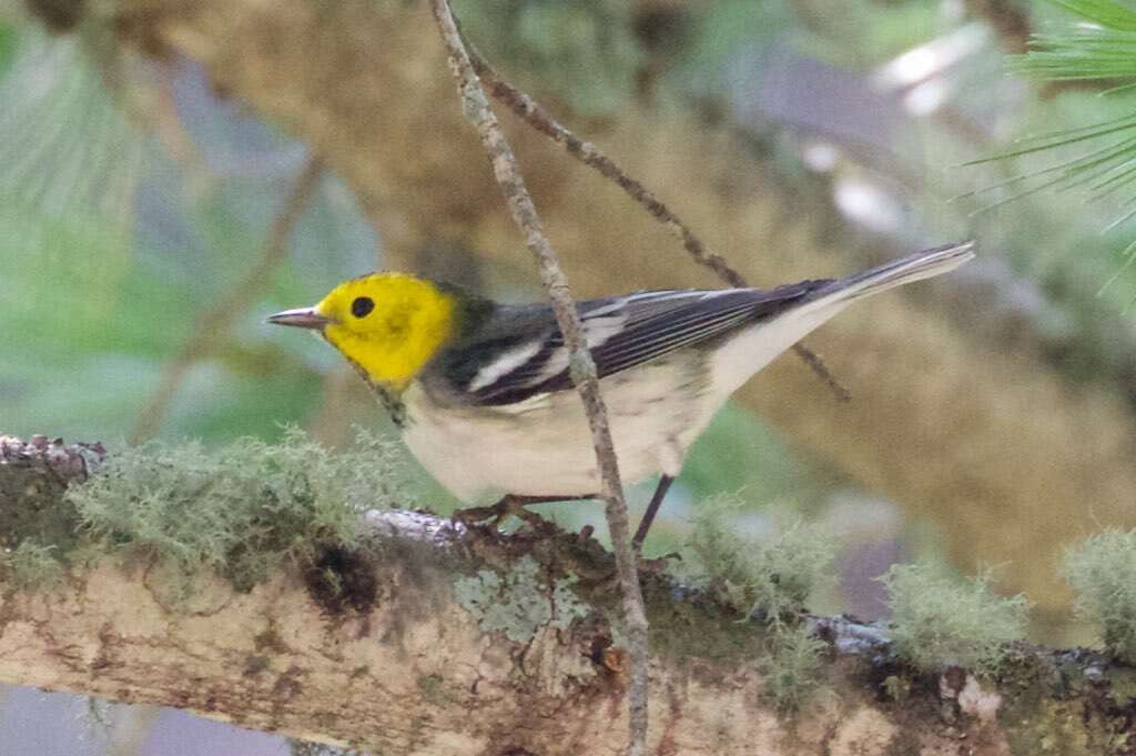 Image of Hermit Warbler