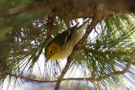 Image of Hermit Warbler