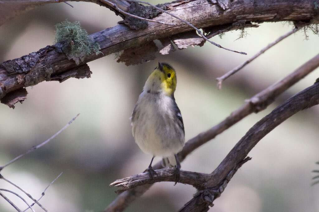 Image of Hermit Warbler