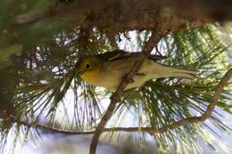 Image of Hermit Warbler