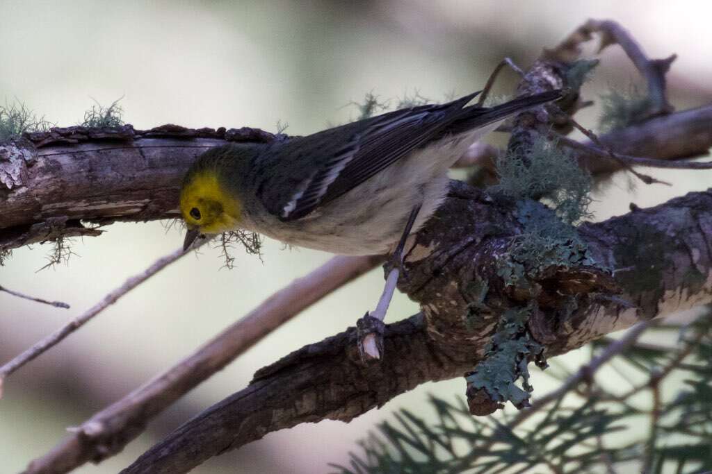 Image of Hermit Warbler