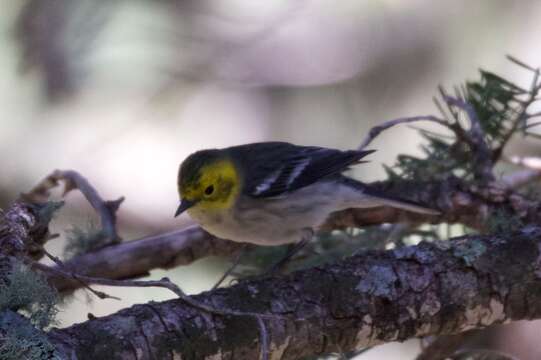 Image of Hermit Warbler