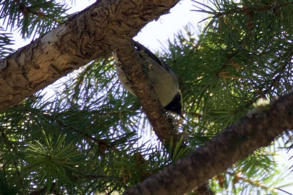 Image of Hermit Warbler