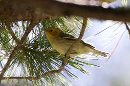 Image of Hermit Warbler