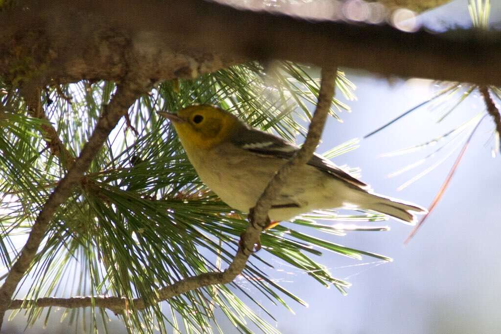 Image of Hermit Warbler