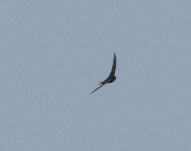 Image of Malagasy Palm Swift