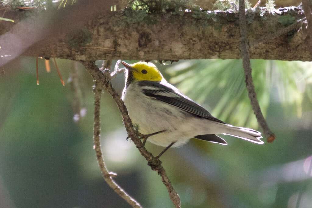 Image of Hermit Warbler