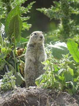 Image of Caucasian Mountain Ground Squirrel