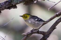 Image of Hermit Warbler