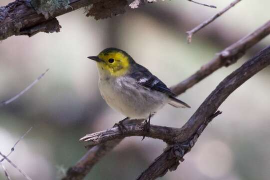 Image of Hermit Warbler