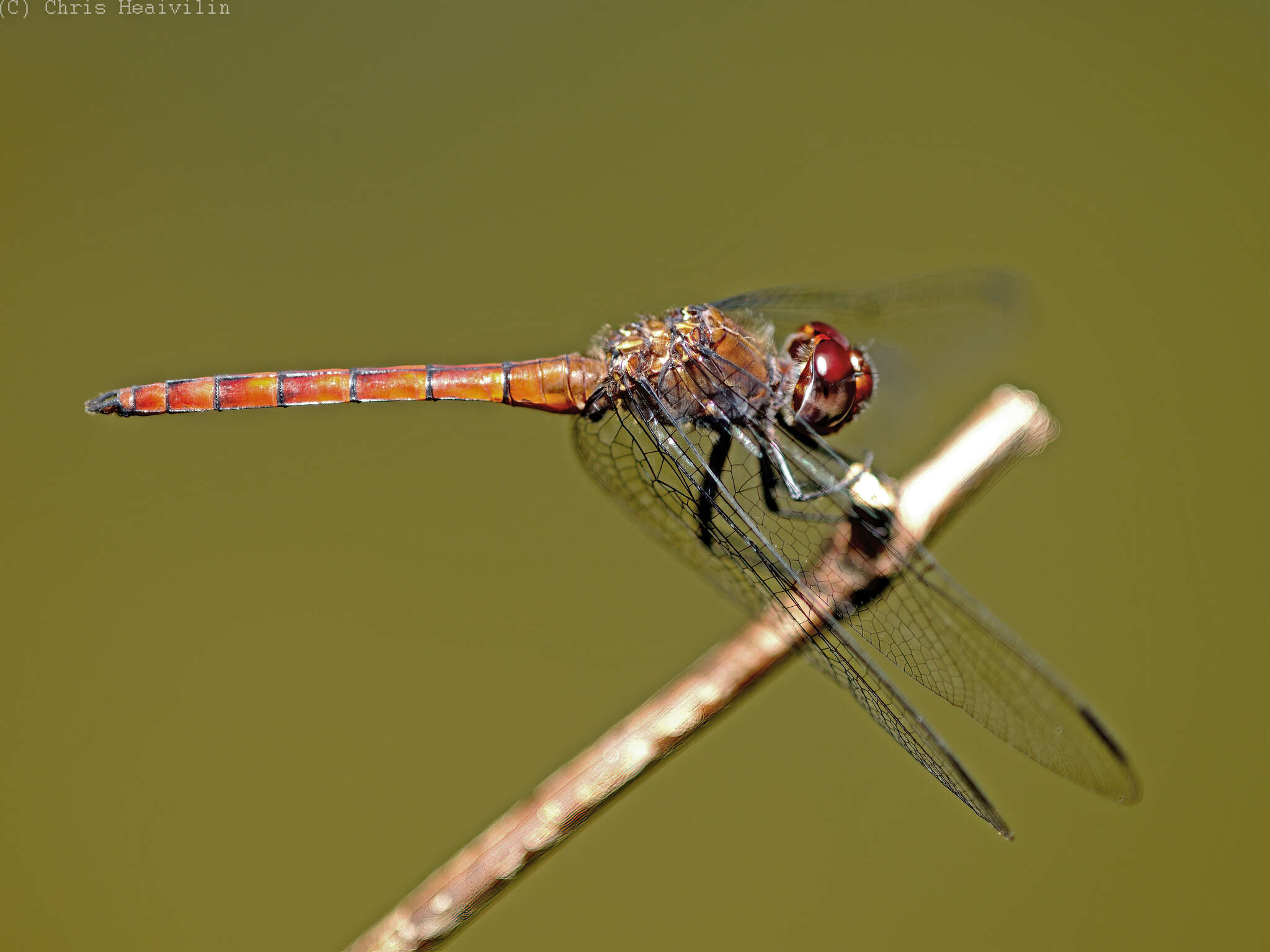 Sivun Elasmothemis cannacrioides (Calvert 1906) kuva