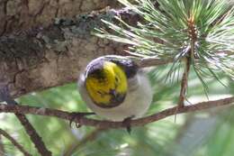 Image of Hermit Warbler