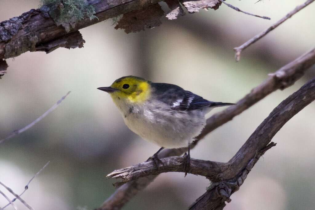 Image of Hermit Warbler