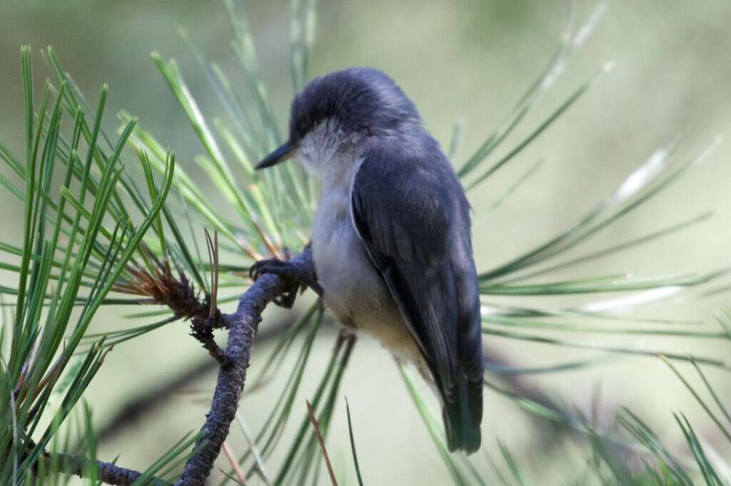 Image of Pygmy Nuthatch