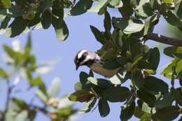 Image of Black-throated Grey Warbler