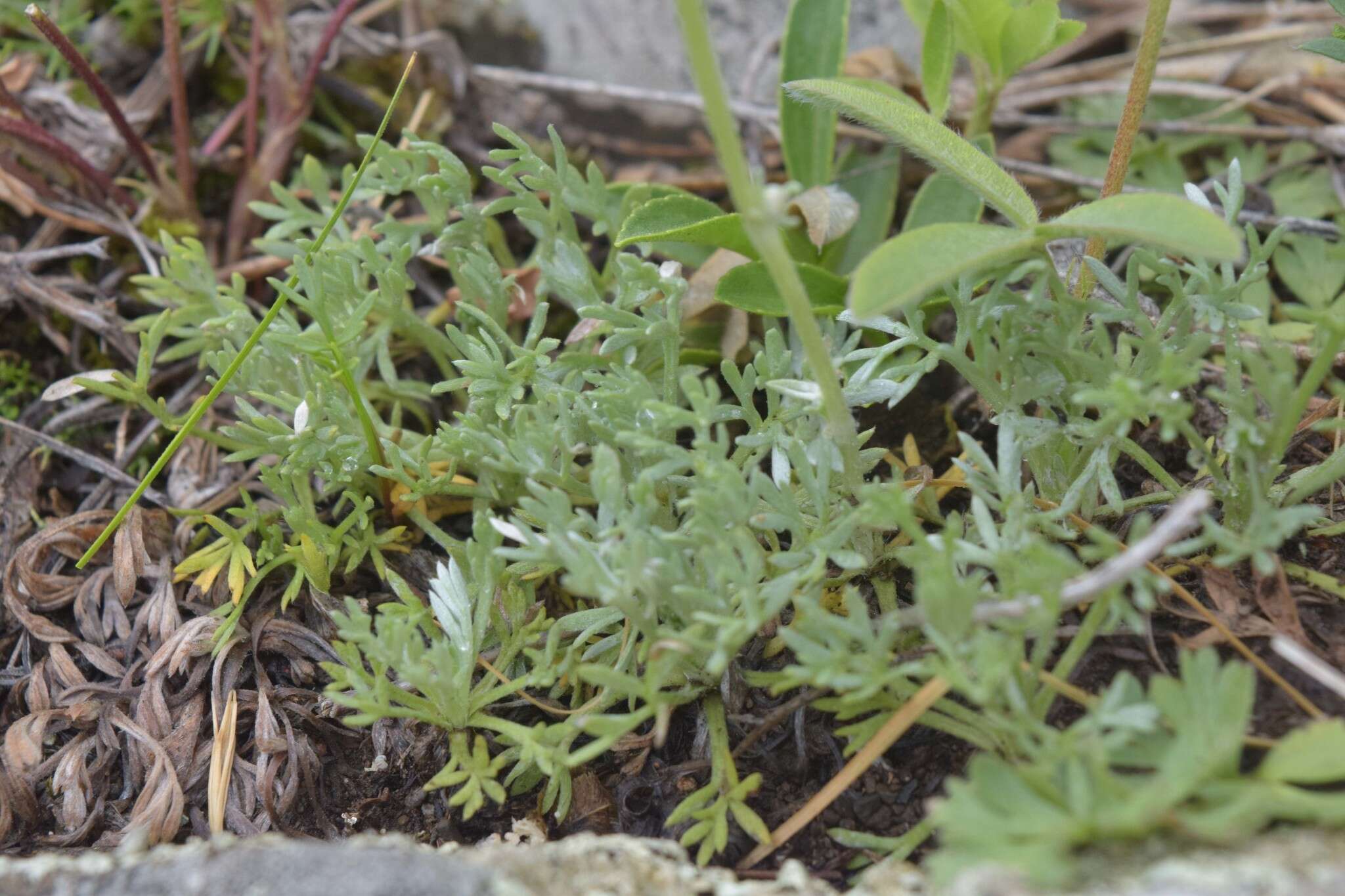 Image of Artemisia splendens Willd.