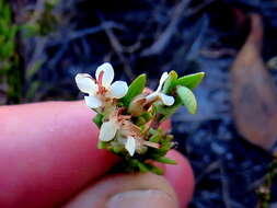 Image of Macrostylis villosa subsp. villosa