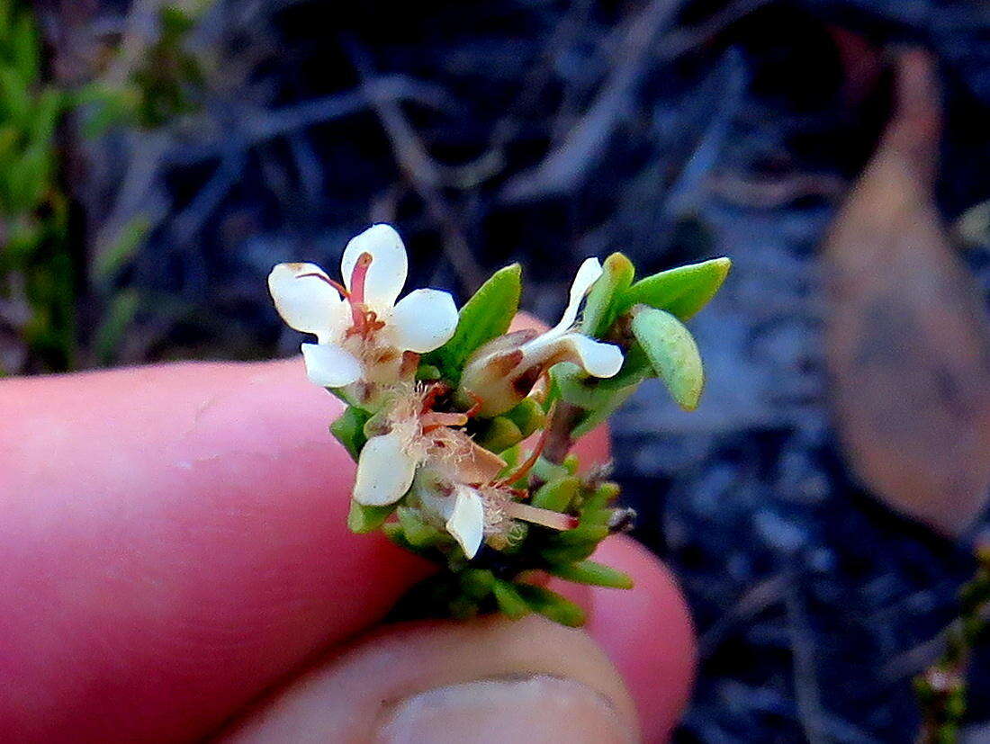 Image of Macrostylis villosa subsp. villosa