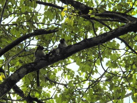 Image of Geoffroy's tamarin