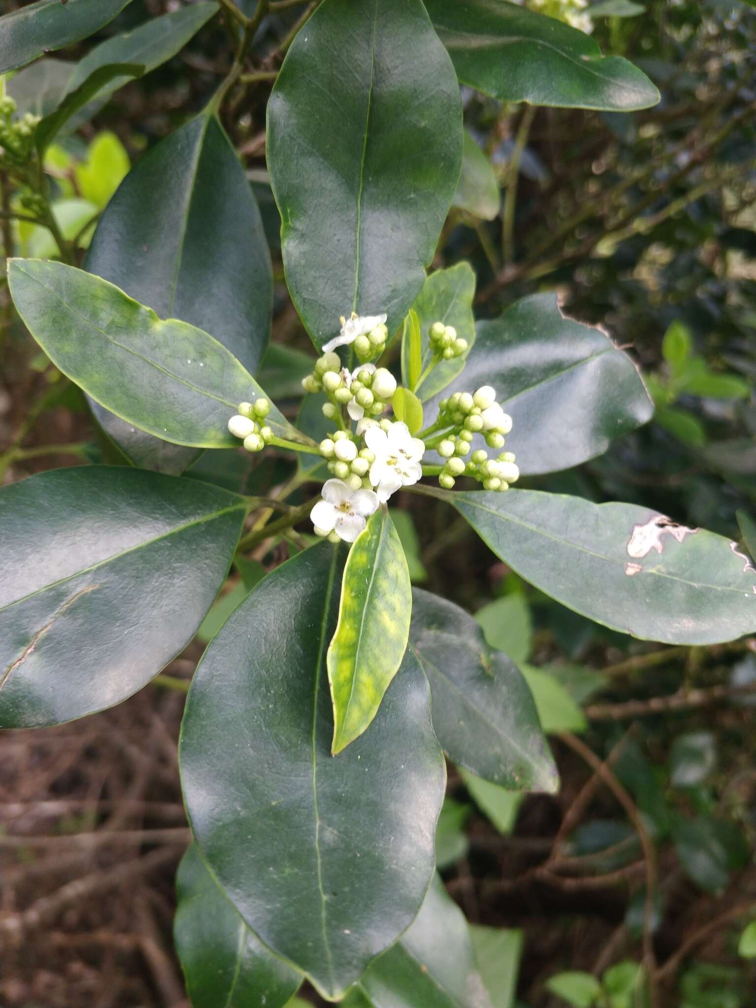 Image of Ilex canariensis subsp. azevinho (Sol. ex Lowe) G. Kunkel