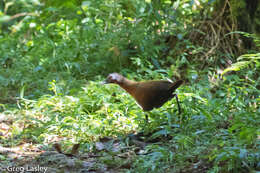 Image of Madagascar Wood Rail