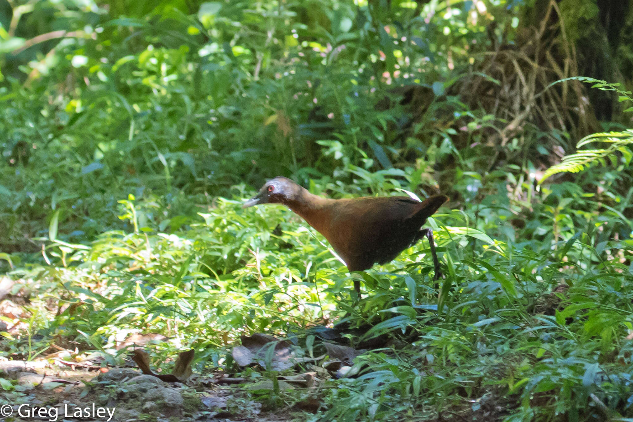 Image of Madagascar Wood Rail