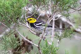 Image of Golden-cheeked Warbler