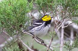 Image of Golden-cheeked Warbler