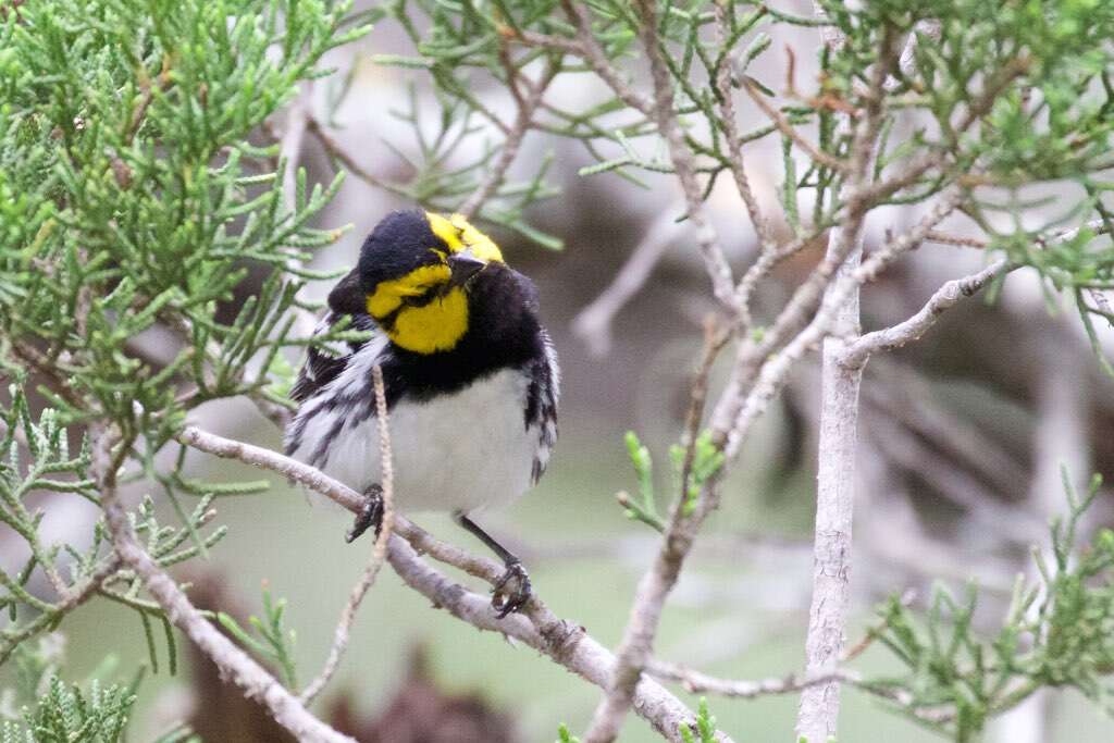 Image of Golden-cheeked Warbler