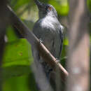 Image of Plain-winged Antshrike