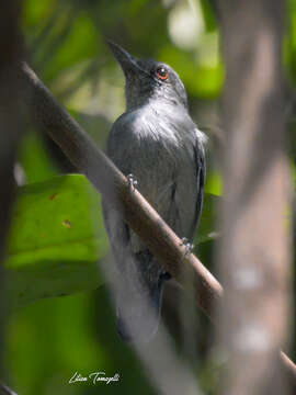 Plancia ëd Thamnophilus schistaceus d'Orbigny 1837