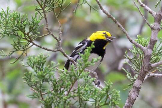 Image of Golden-cheeked Warbler