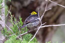 Image of Golden-cheeked Warbler