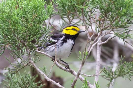 Image of Golden-cheeked Warbler