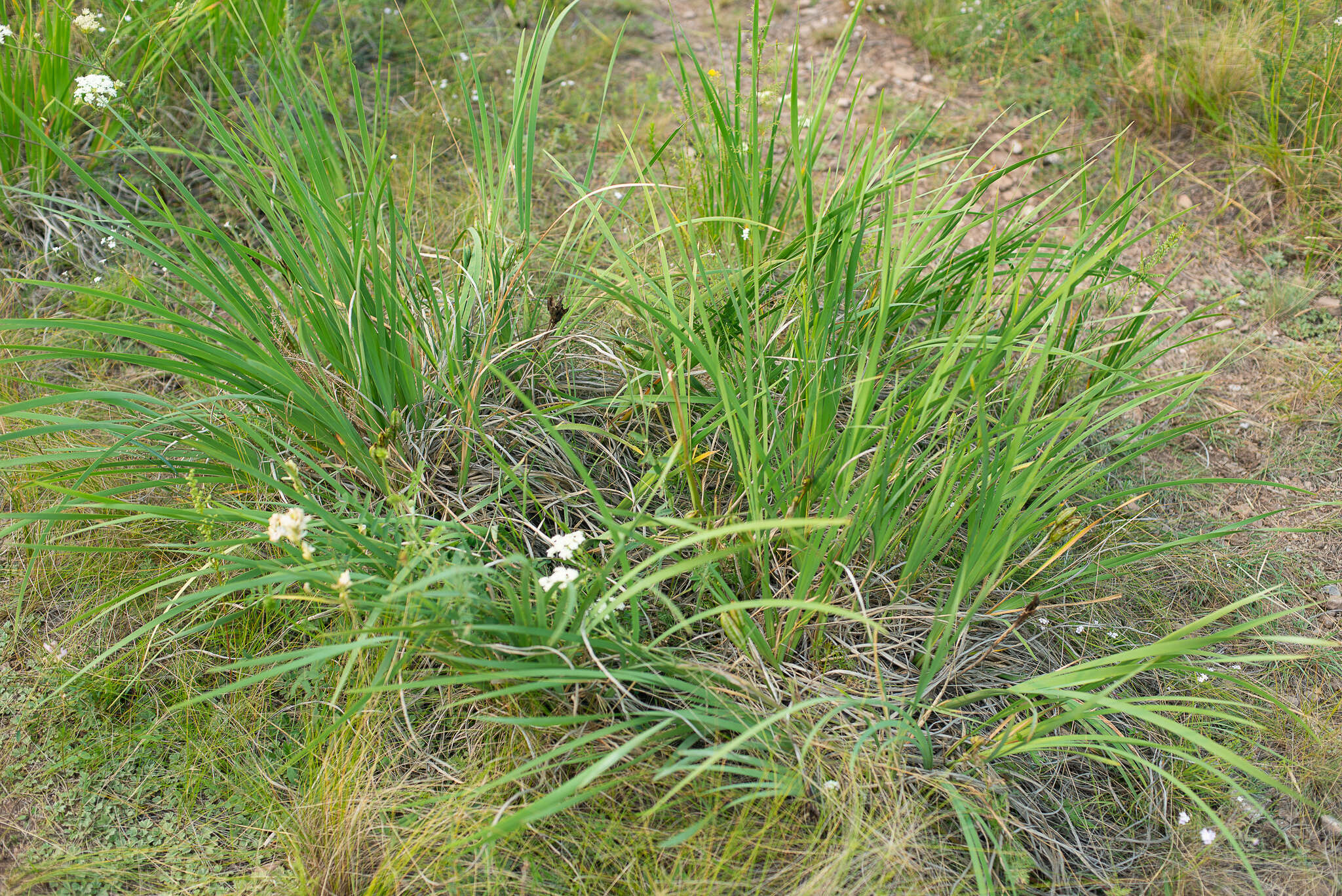 Plancia ëd Iris biglumis Vahl