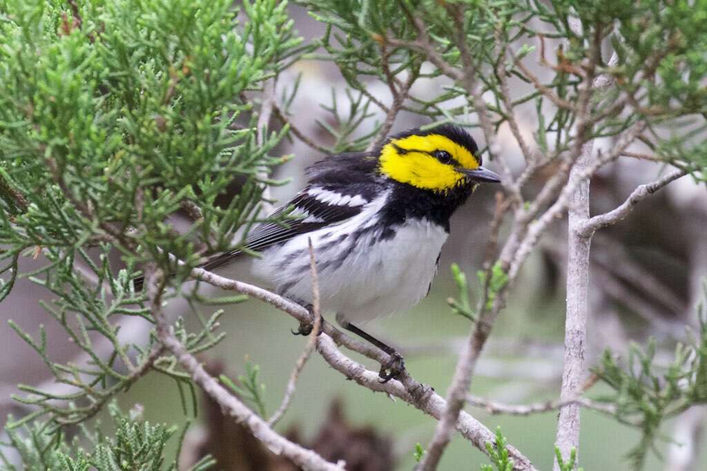 Image of Golden-cheeked Warbler