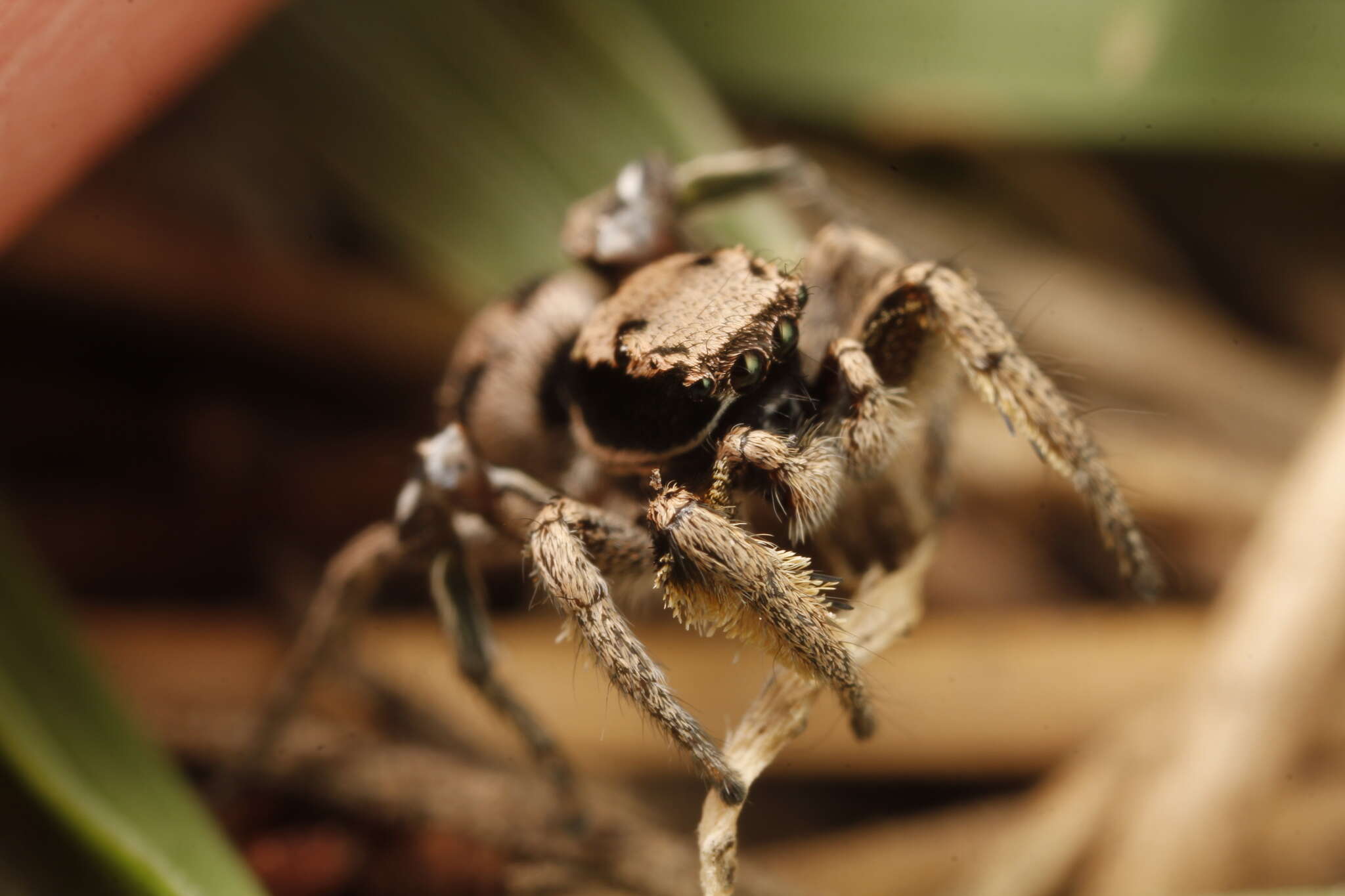 Image of Habronattus festus (Peckham & Peckham 1901)