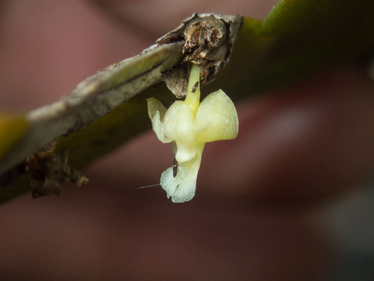 Dendrobium aloifolium (Blume) Rchb. fil.的圖片