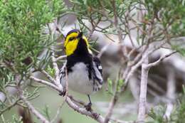 Image of Golden-cheeked Warbler