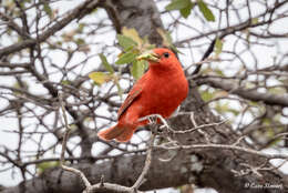 Imagem de Piranga rubra cooperi Ridgway 1869