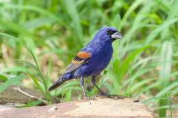 Image of Blue Grosbeak