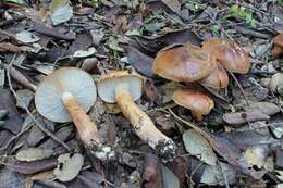 Image of Tricholoma ustaloides Romagn. 1954