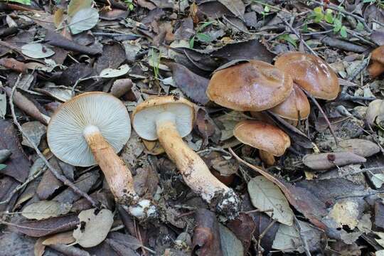 Tricholoma ustaloides Romagn. 1954 resmi