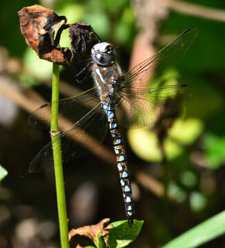 Image of California Darner