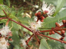 Image of Calyptranthes chiapensis Lundell