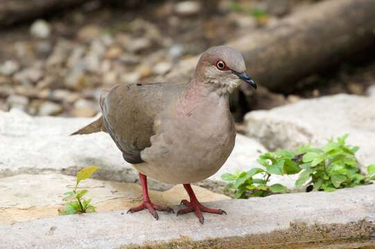 Image of White-tipped Dove