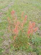 Imagem de Rumex hastatulus Baldw. apud Ell.