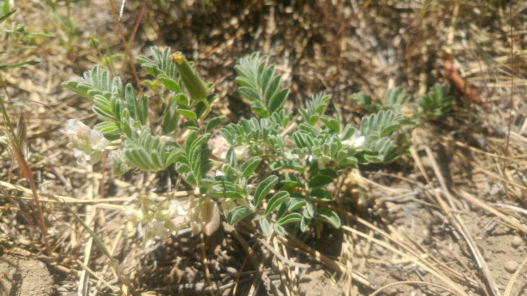 Image of Suksdorf's milkvetch