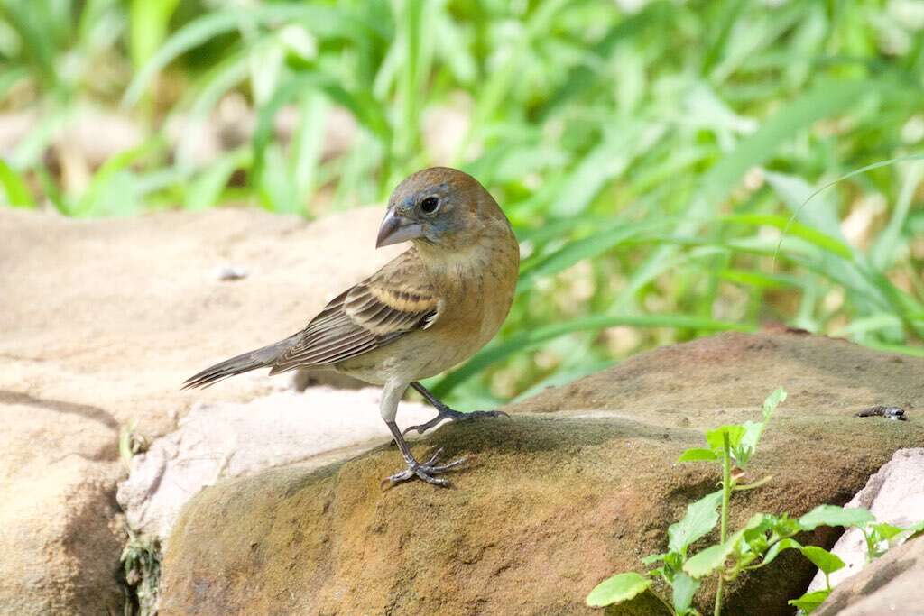 Image of Blue Grosbeak